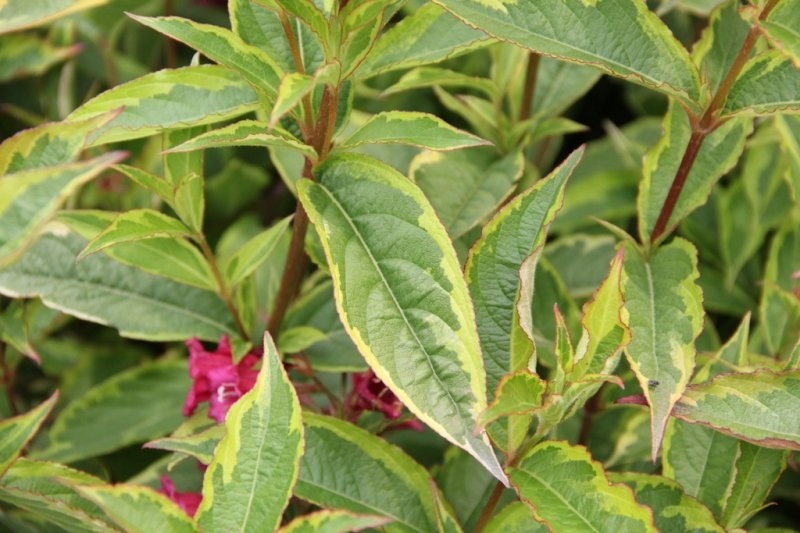 Weigela 'Variegata', Weigela Florida 'Variegata' Kopen